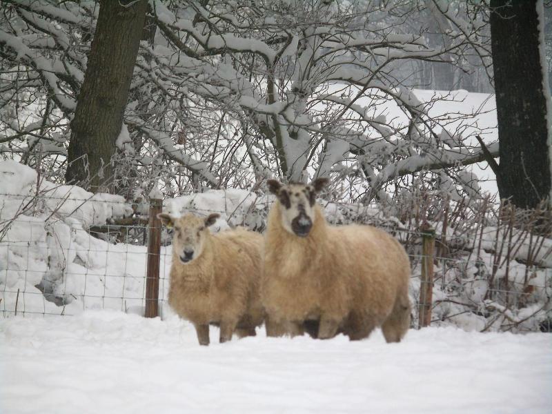 Pwllgwilym Holiday Cottages image