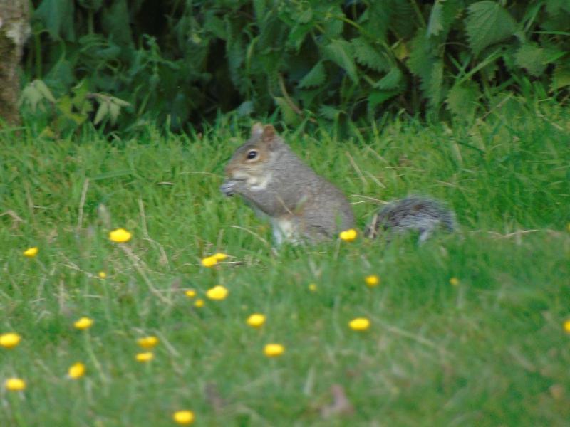 Pwllgwilym Holiday Cottages image