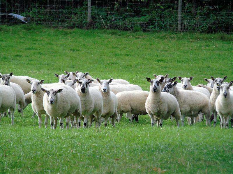 Pwllgwilym Holiday Cottages image