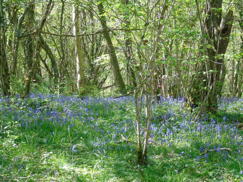 Pwllgwilym Holiday Cottages image