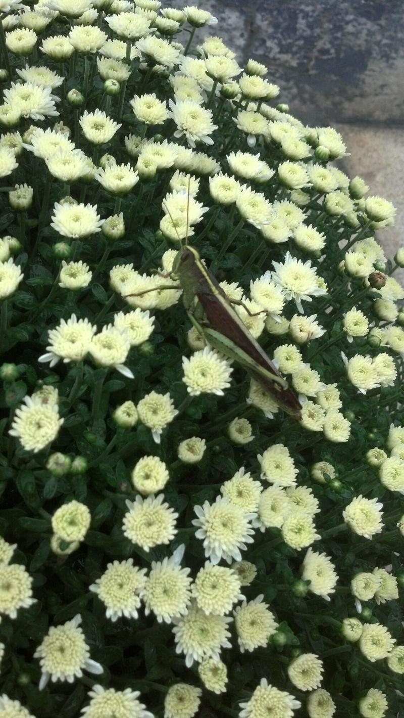 Jasmine Garden Inn — photo 5
