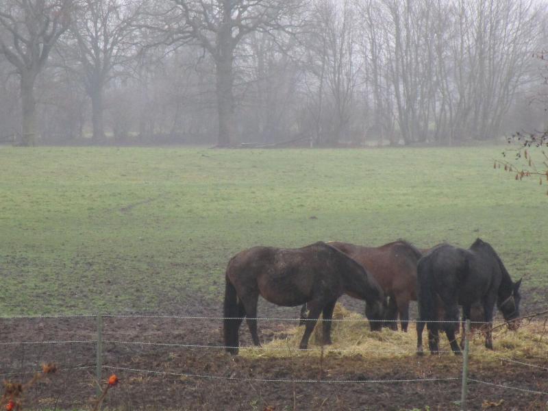 Landhaus Hammoor image