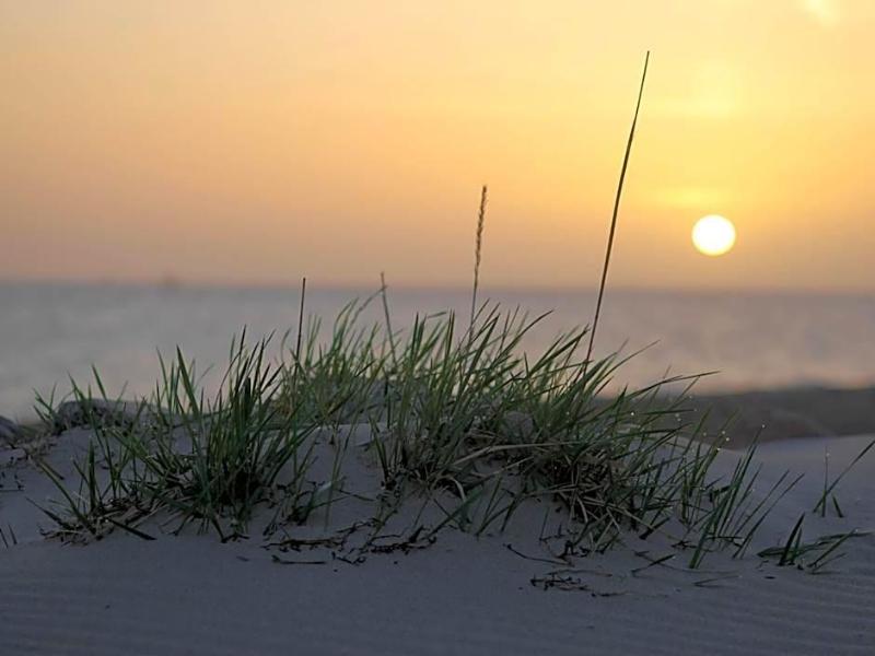 Strandperle image
