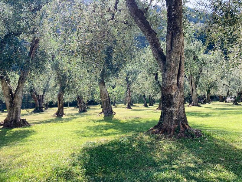 Garni Orchidea image