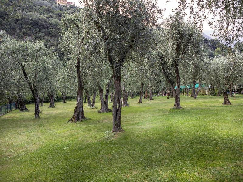 Garni Orchidea image