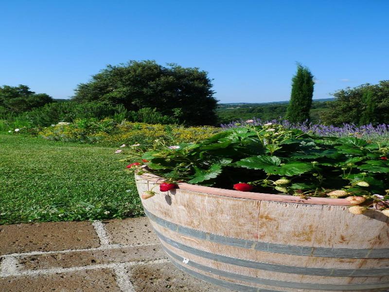 Tenuta di Seripa image