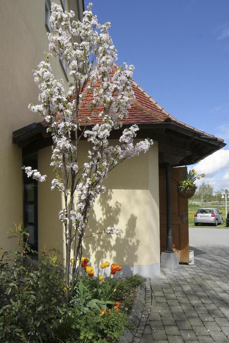 Gierer image
