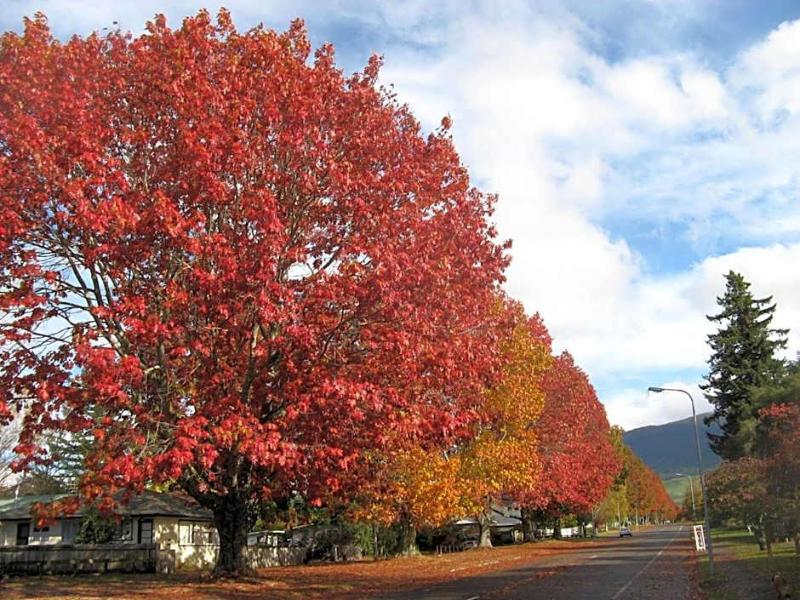 Tongariro River Motel image