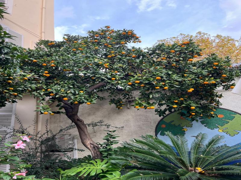 Nice Garden Hotel image