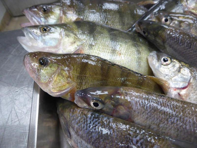 Les Tilleuls image