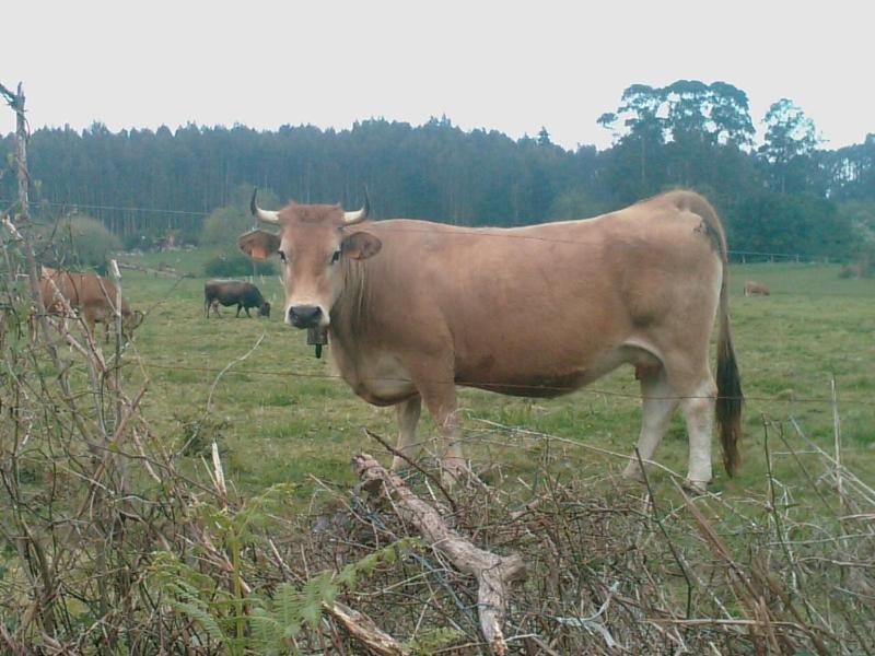 Camangu image