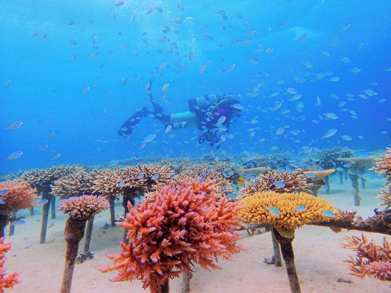 The Ritz-Carlton, Okinawa image