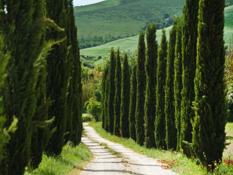 Podere Campaini image