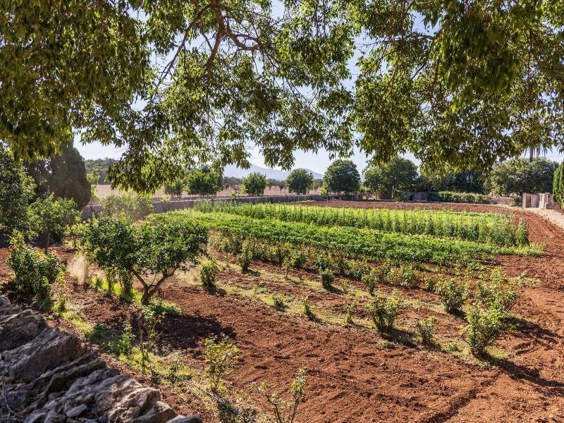 Finca Llenaire image