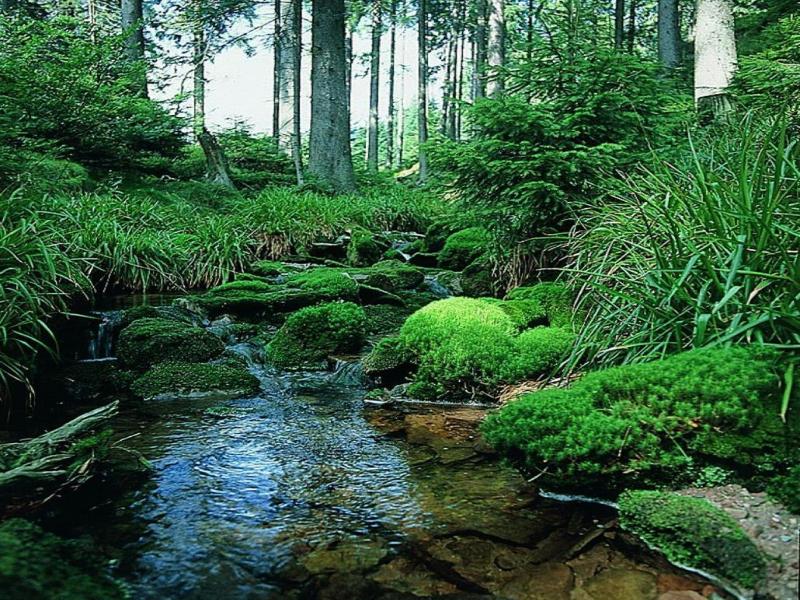 Schwarzwaldhof image