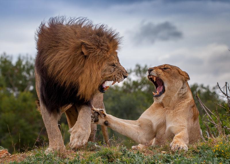 Kariega Game Reserve