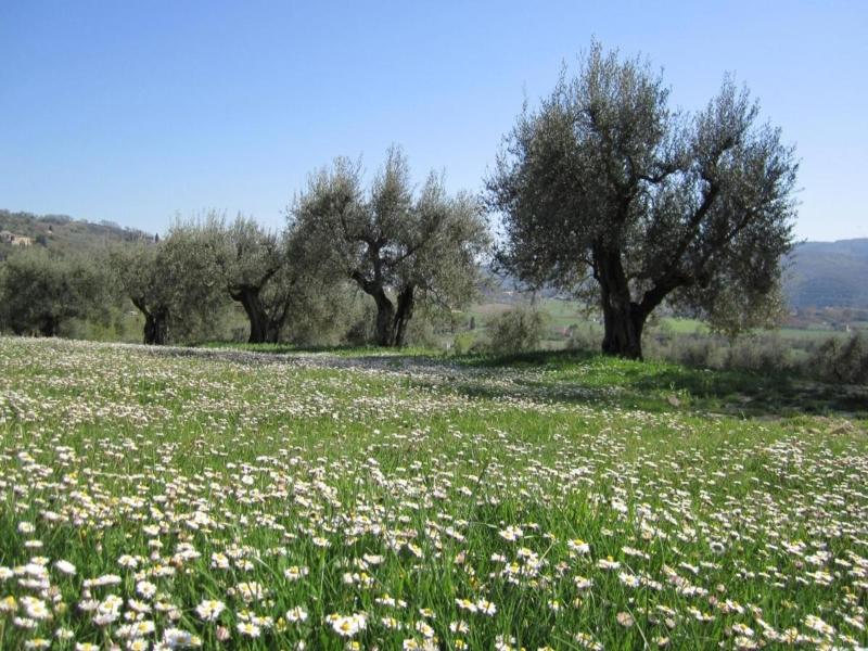Casale dei Dotti image