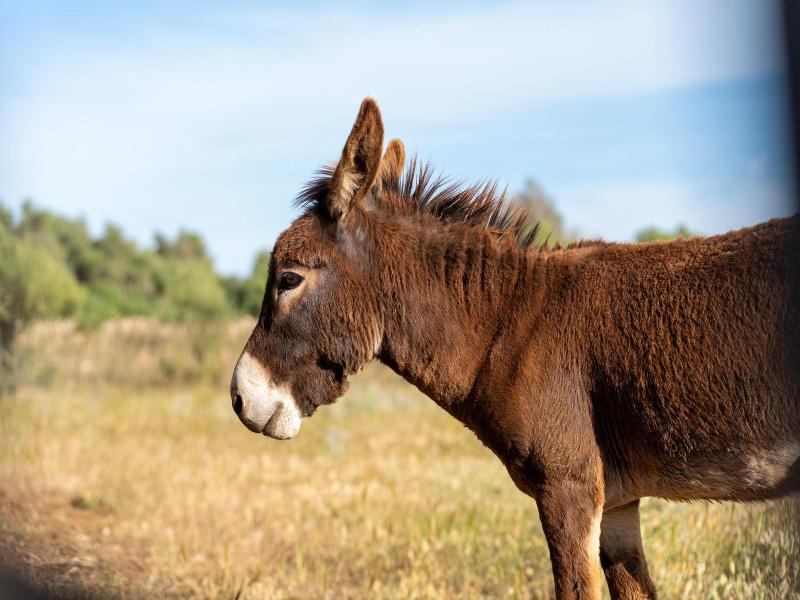 Finca Son Pieras image
