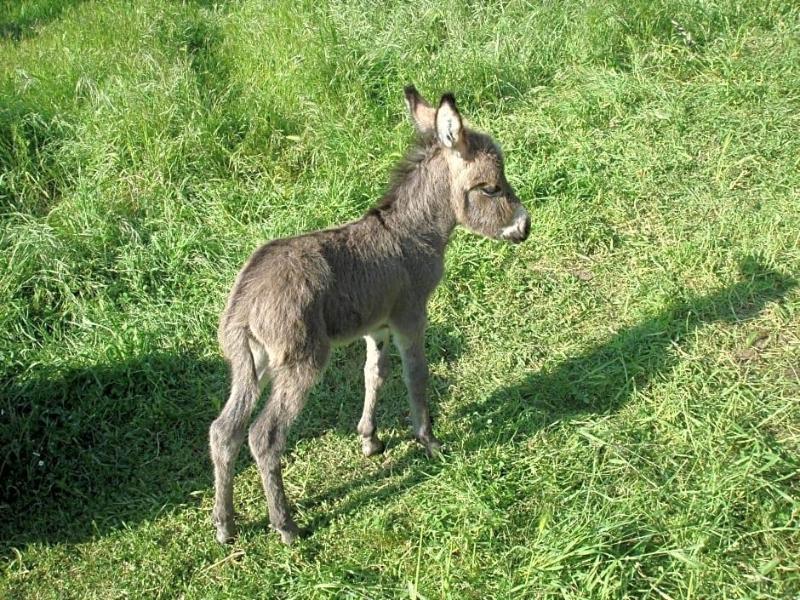 La Macchia image