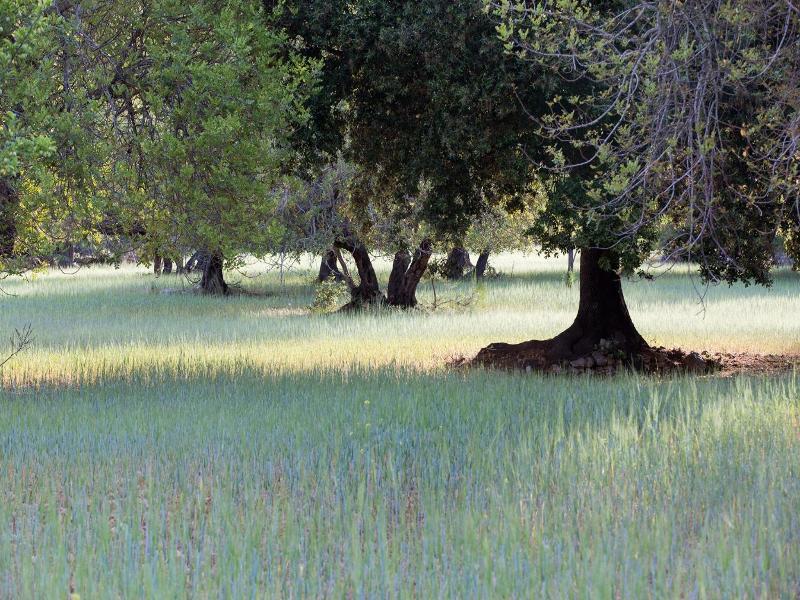 Finca Ca'n Beneit image