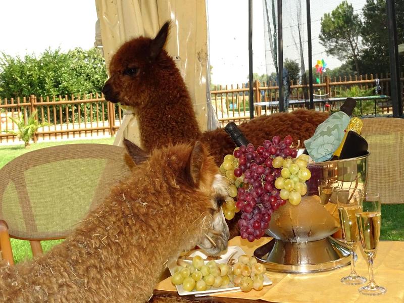 Country House Podere Lacaioli image
