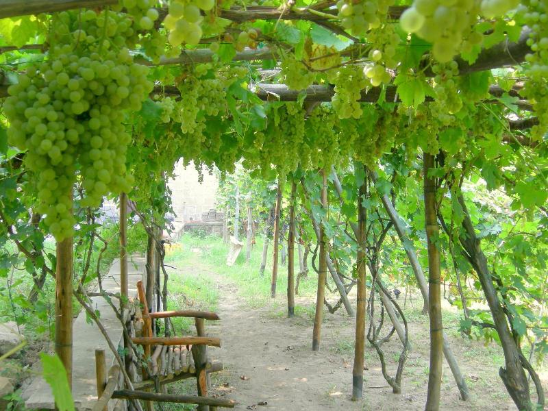 Albergo La Vigna image