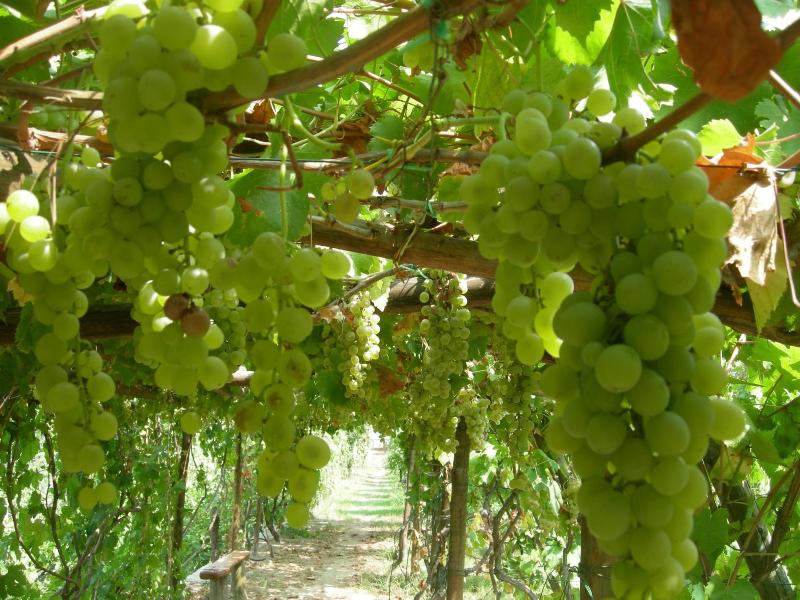 Albergo La Vigna image