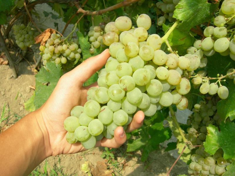 Albergo La Vigna image
