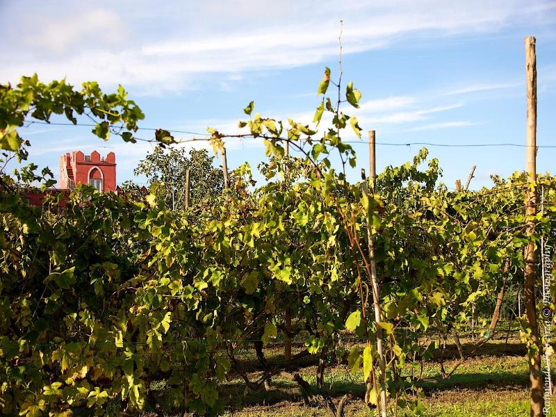 Albergo La Vigna image