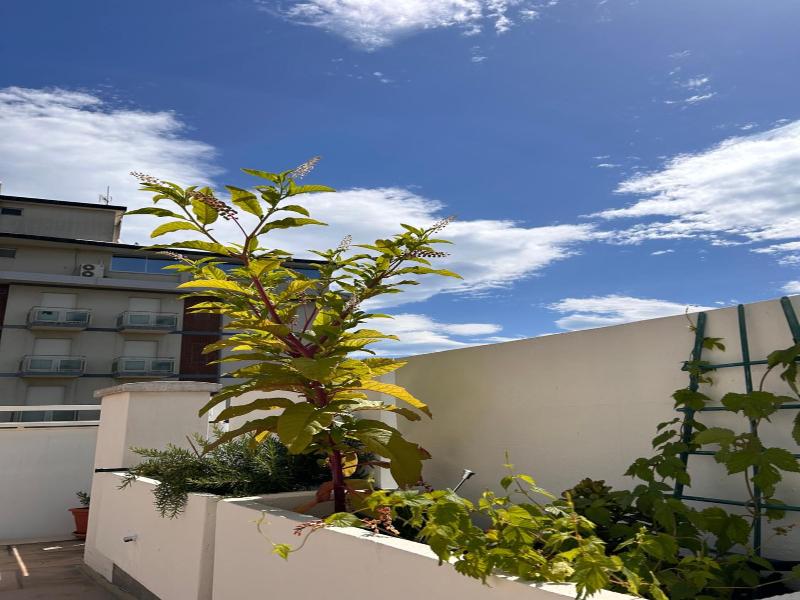 Residence Siesta image