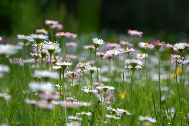 Christian Gartenhotel image