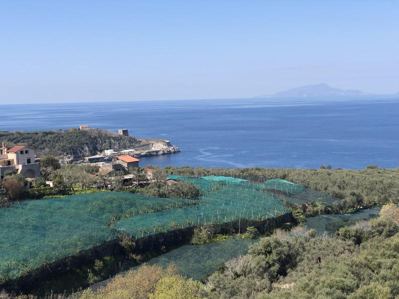 Dania image