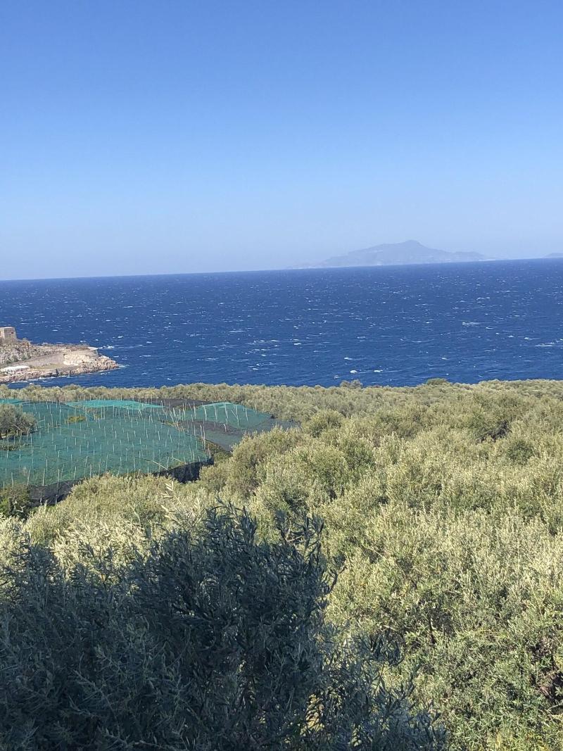 Dania image