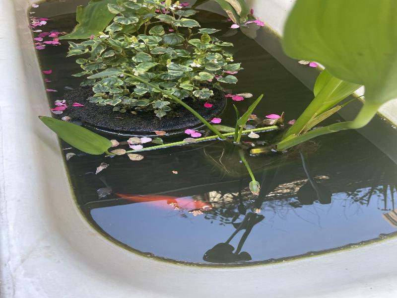 Garden Rennes image