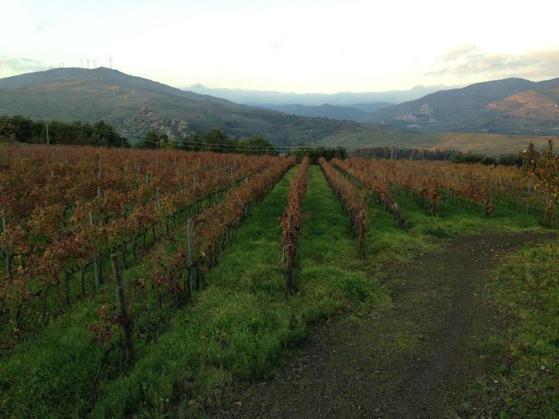 Feudo Vagliasindi image