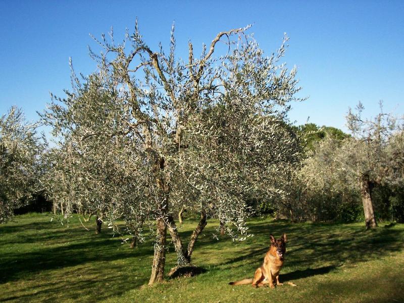 Podere Il Caggio Appartements image