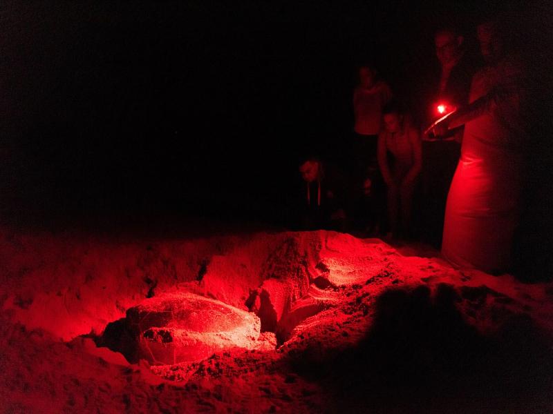 Ras Al Jinz Turtle Reserve image