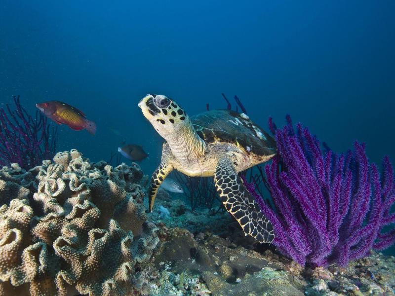 Ras Al Jinz Turtle Reserve image