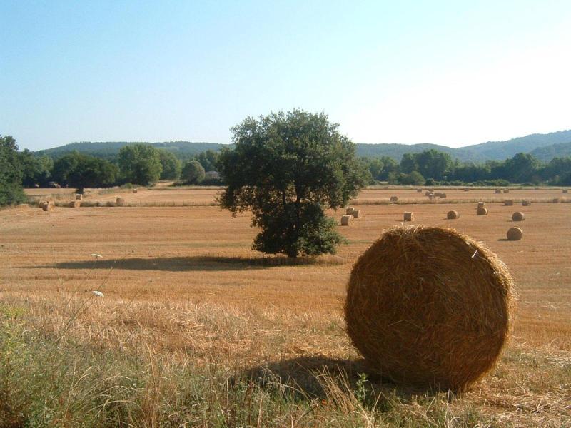 Il Casalino image