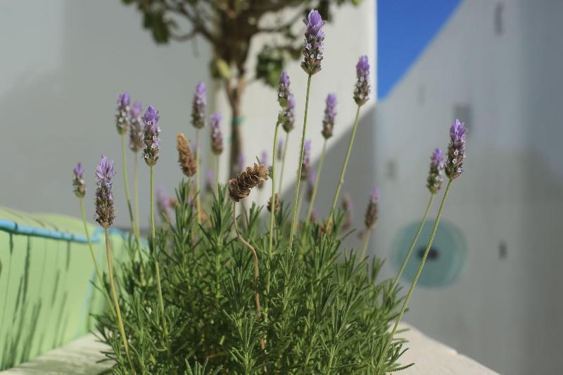 Glykeria Mini Suites image