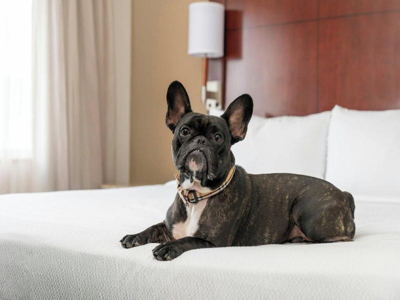 Residence Inn By Marriott San Antonio Six Flags At image