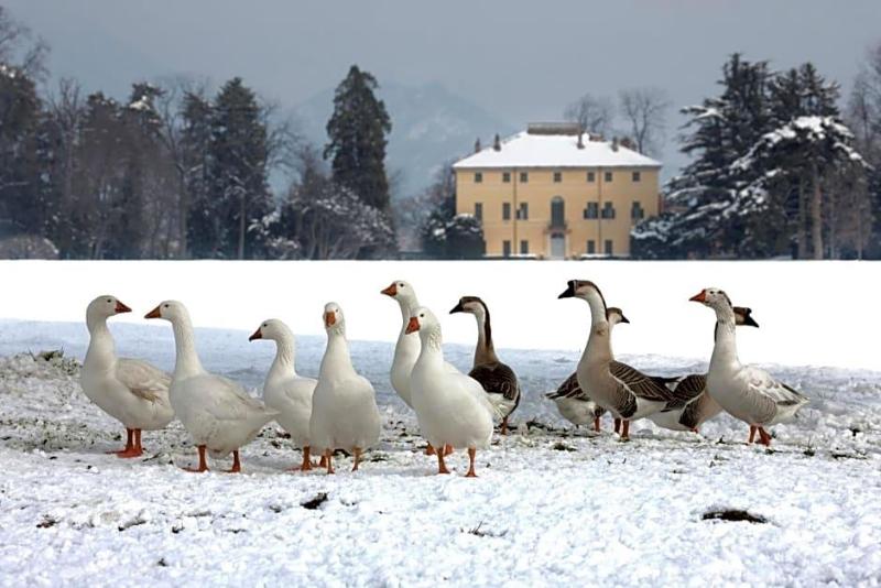 Villa Doria il Torrione image