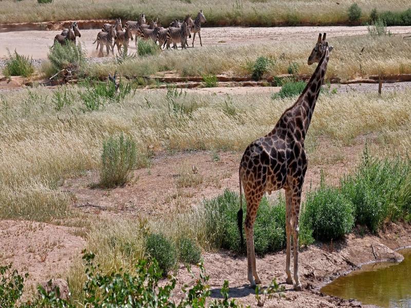 Hobatere Lodge