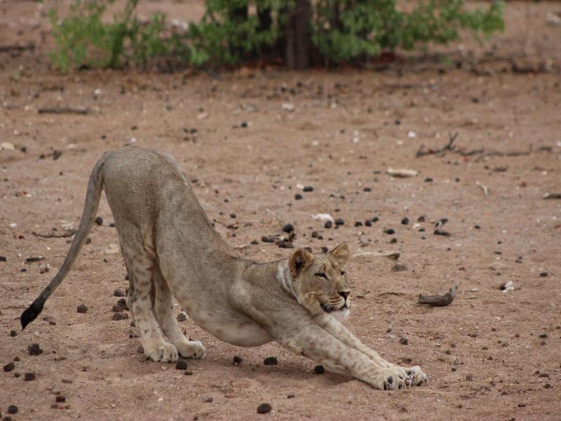 Hobatere Lodge