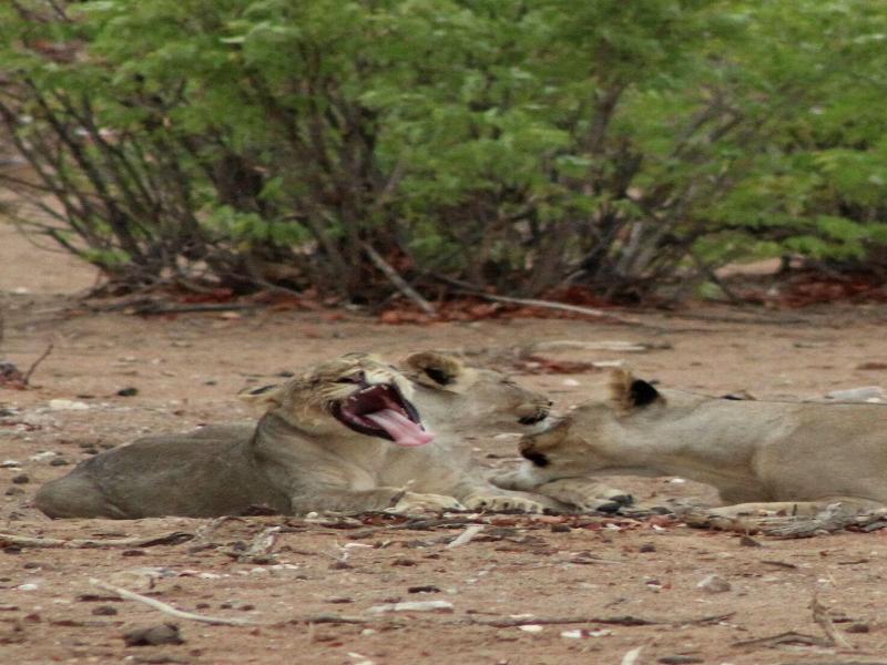 Hobatere Lodge