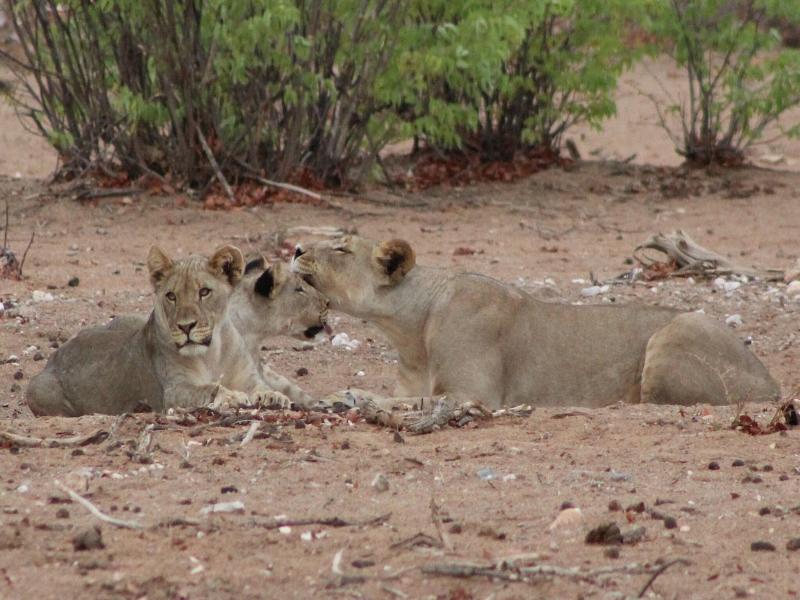 Hobatere Lodge