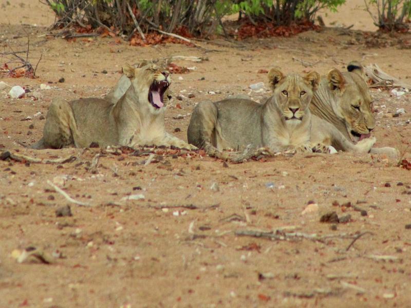 Hobatere Lodge