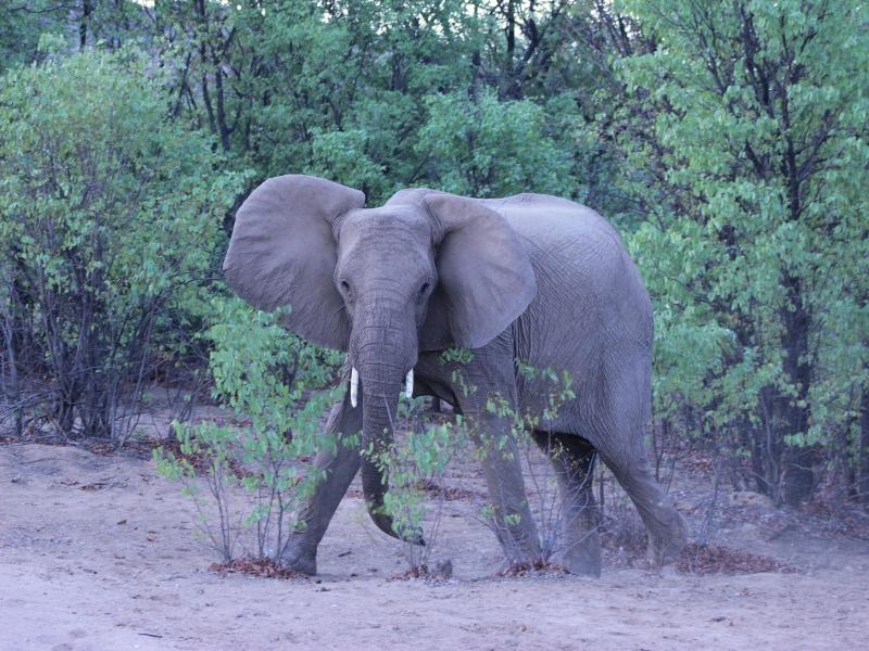 Hobatere Lodge