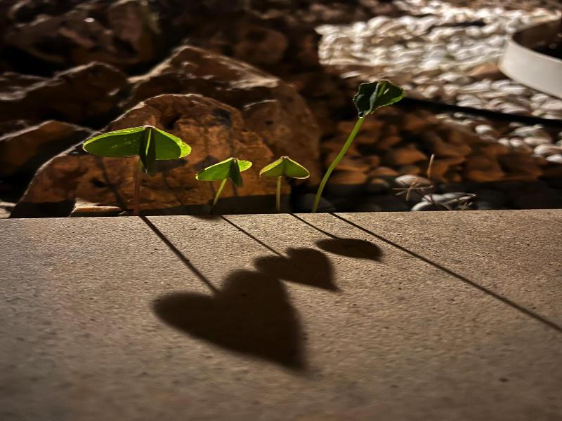 Ai Pini image