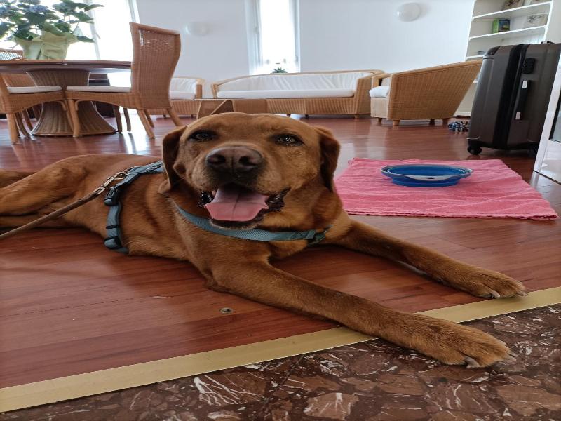 Ai Pini image